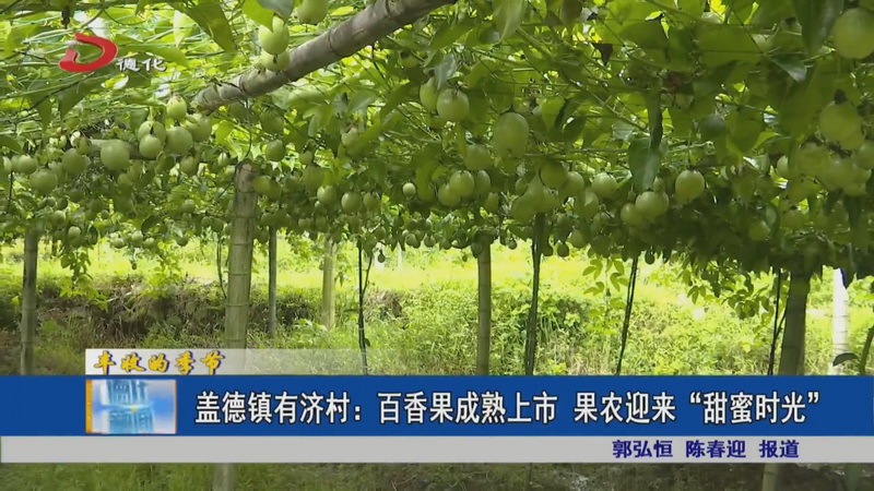 盖德镇有济村：百香果成熟上市 果农迎来“甜蜜时光”