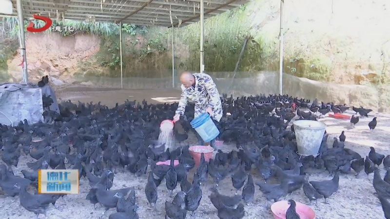 三班镇龙阙村：黑鸡养殖带来新机遇