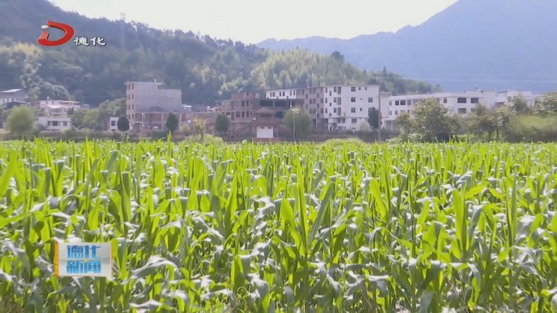 上涌镇刘坑村：玉米长势喜人 农户丰收在望