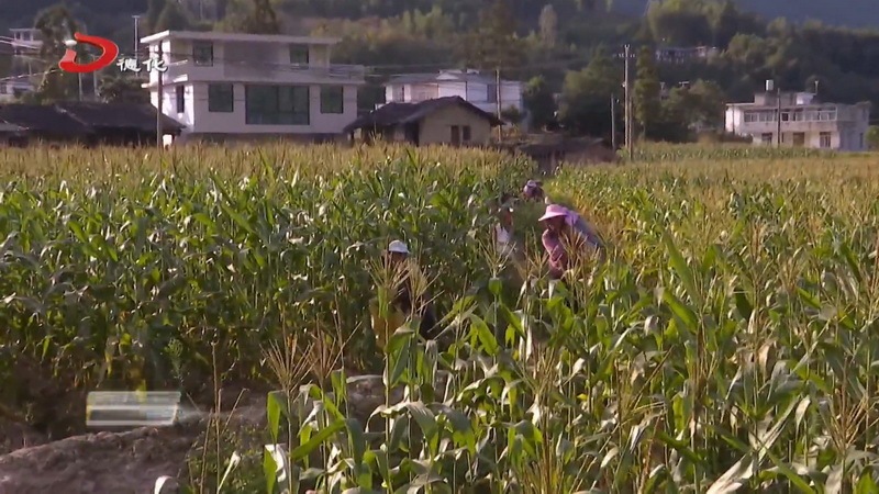上涌鎮劉坑村：可“生吃”的水果玉米采收上市