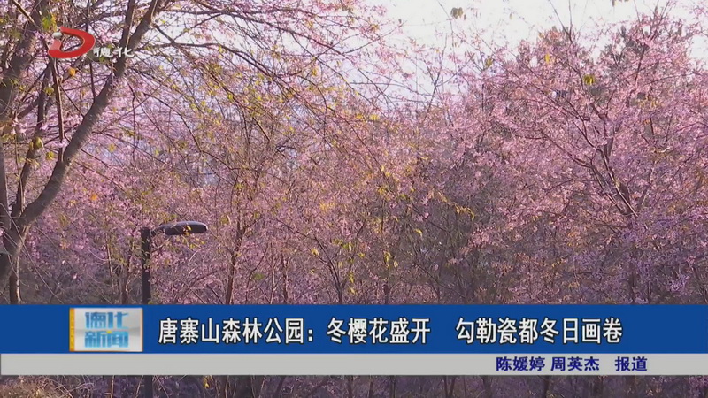 唐寨山森林公園：冬櫻花盛開 勾勒瓷都冬日畫卷