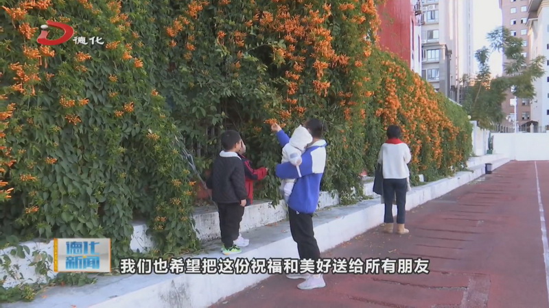 炮仗花開 點“靚”城區(qū)