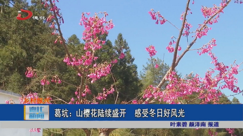 葛坑：山櫻花陸續(xù)盛開 感受冬日好風(fēng)光