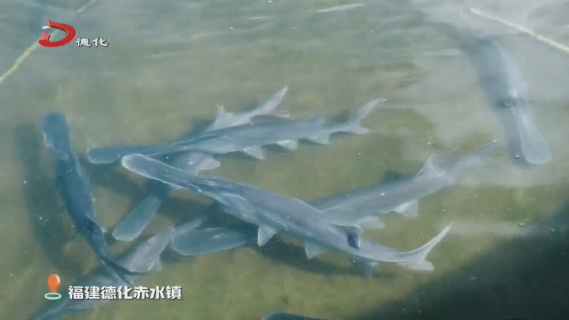 食在德化——鴨嘴魚