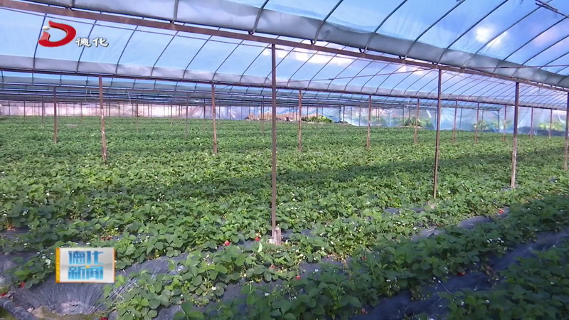 雷峰鎮(zhèn)蕉溪村：顆顆紅莓映大棚 草莓成熟采摘樂(lè)