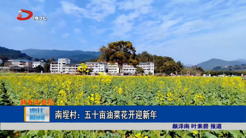 南埕鎮(zhèn)南埕村：五十畝油菜花開(kāi)迎新年