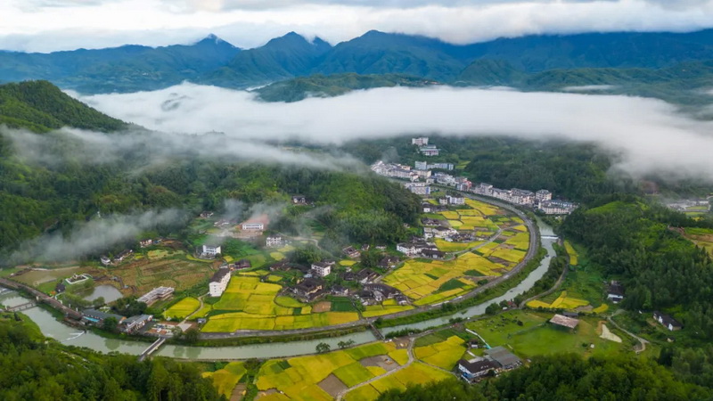 国宝乡：金色稻田绘“丰”景