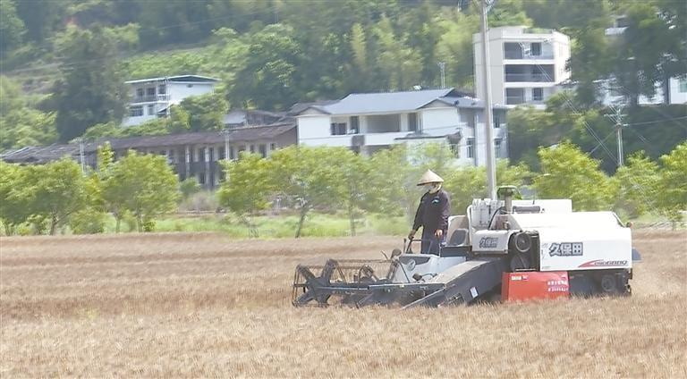 德化冬小麦试种成功