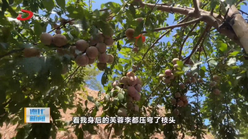 水口鎮(zhèn)：芙蓉李采摘季 首年豐產(chǎn)引客來(lái)