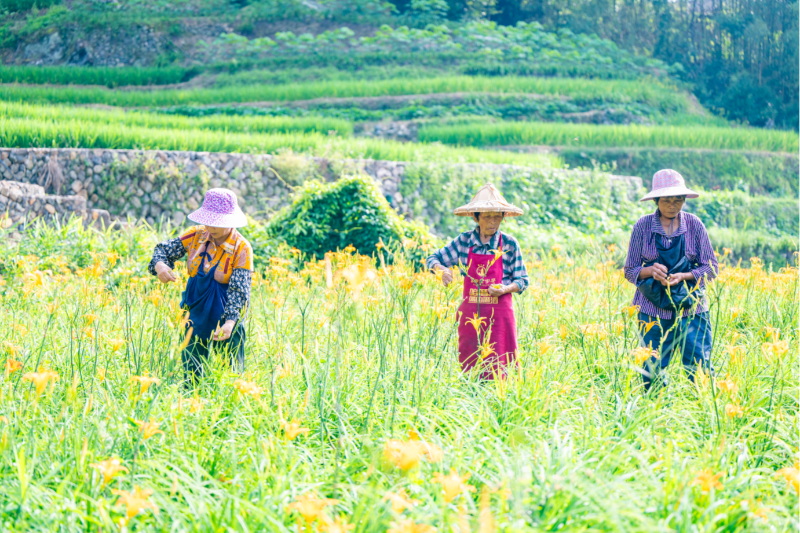 德化：“跨村聯(lián)建”金鑰匙 開(kāi)啟黃花菜“共富路”