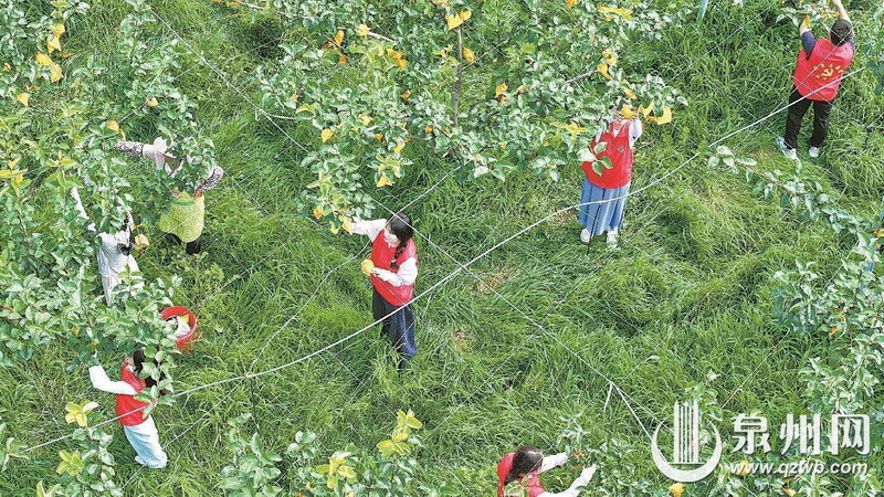 抢收德化梨