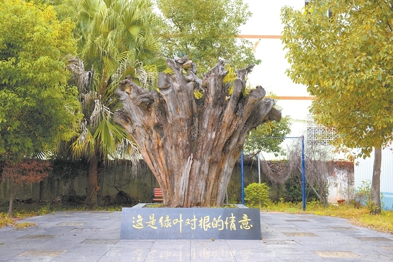 根在基層 情系民生——龍潯派出所唱響“綠葉對根的情意”