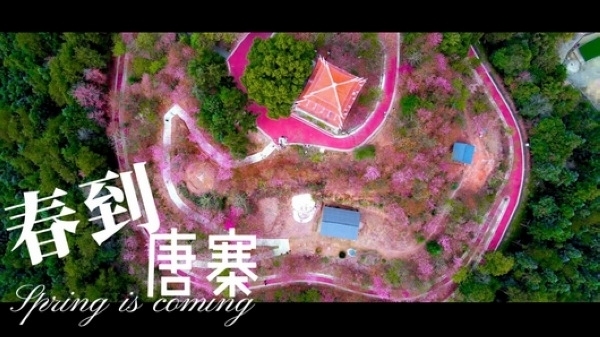 春到唐寨