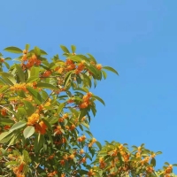 鳳凰花苑  89㎡   好樓層   2房2廳   南北通透   證全   一平方1.28萬元