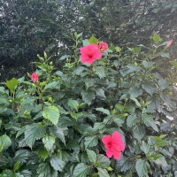 畢石山小區(qū)  80㎡ 500元/月