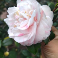 榮昌小區(qū)108平 毛坯三房 僅售50幾萬 ?聯(lián)系電話:，135069