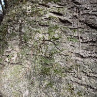 百德畔山1號(hào)  32㎡ 1000元/月