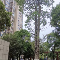 金龍中心城  133㎡毛坯三房 好樓層 證全 200多萬(wàn)