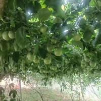 王厝山新苑  50㎡ 1600元/月