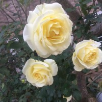 嘉盛花苑好樓層，1房1廳 48平方高裝售55萬，證全 聯(lián)系1350691
