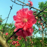 瓷城花園25幢  2房 600元/月