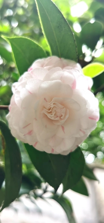 金交頤園  57㎡ 65萬元