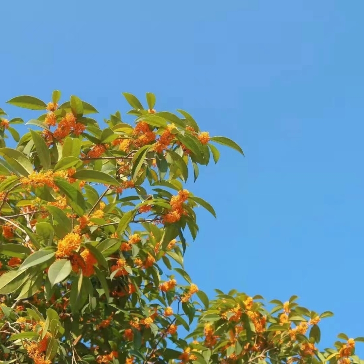 鵬翔花園  100㎡   3房2廳    高裝，證全    83萬元
