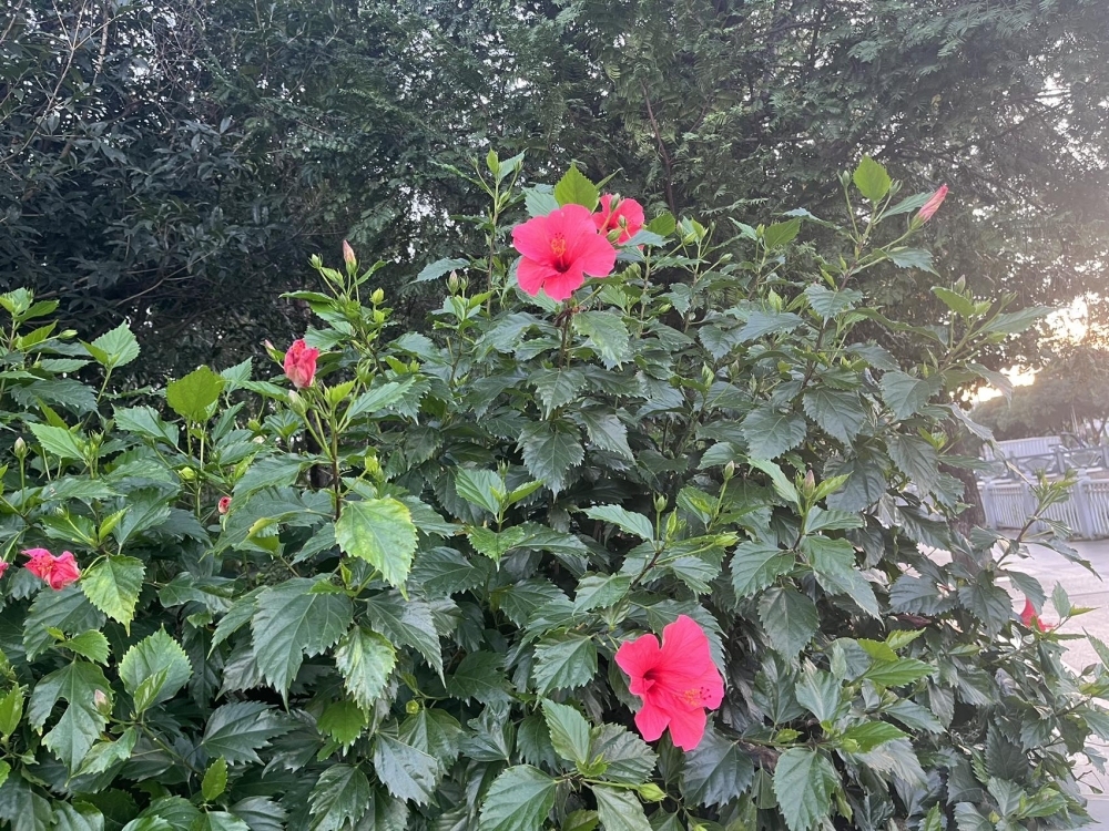 畢石山小區(qū)  80㎡ 500元/月