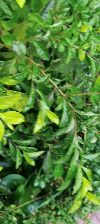 高装实惠租：安盛小区二房一厅一卫出租