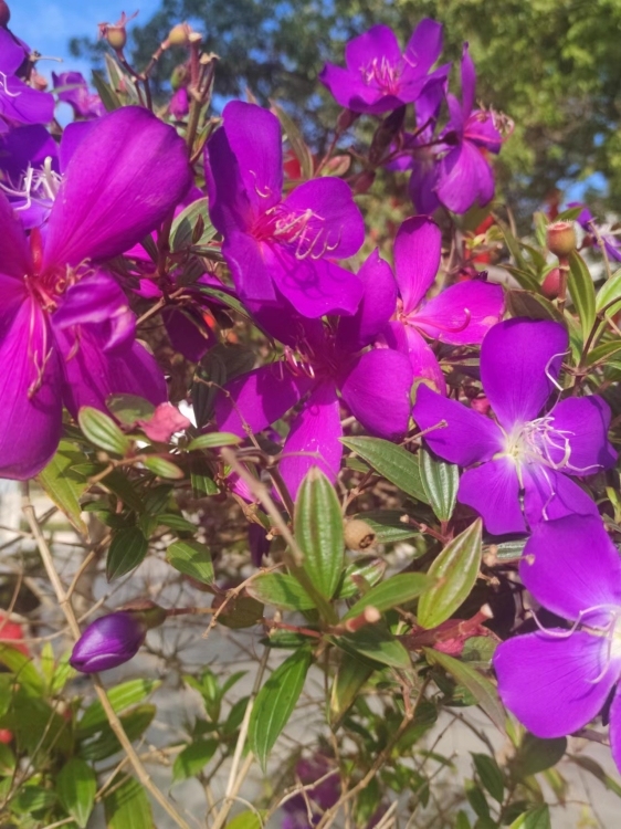 城后花苑  95㎡ 1200元/月