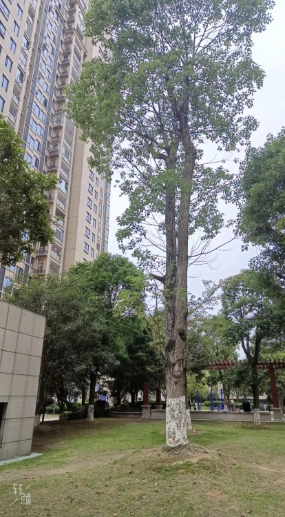 金龍中心城  127㎡毛坯三房 每平米1.4萬(wàn)僅售 178萬(wàn)