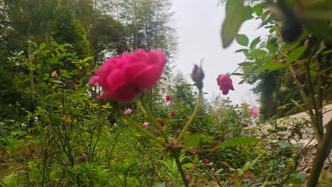 德备小区  126㎡ 单价8500左右万元