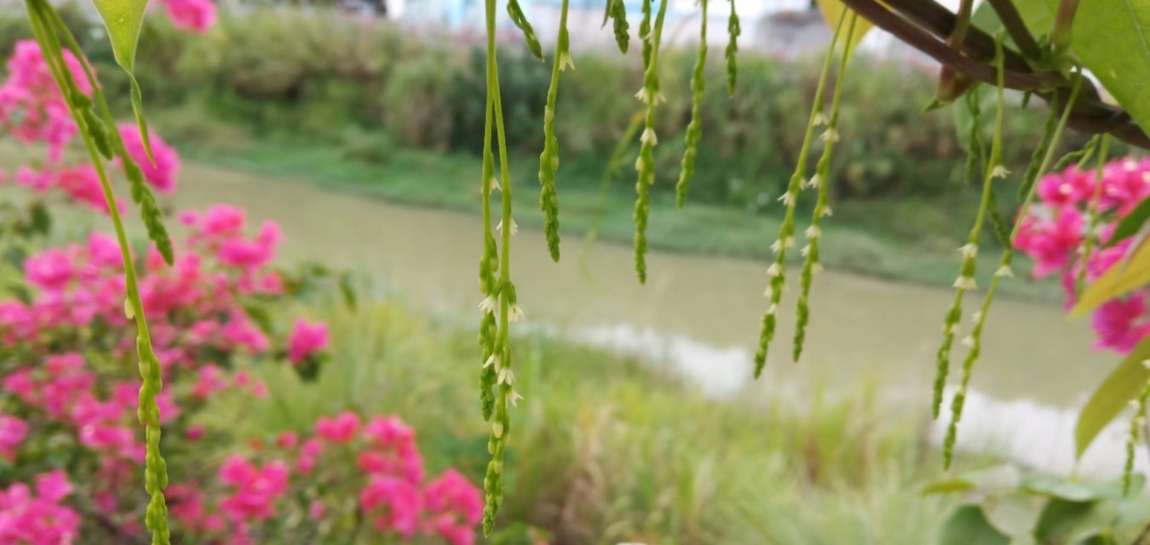 瓷城花園  100.00㎡ 700元/月