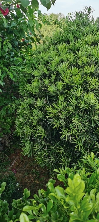 房新樓層好：城后三房一廳出租（帶家具）