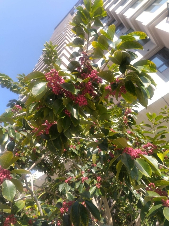 嘉盛花苑  47㎡  1房1厅  精装  证全   38万元  看房：13506919091