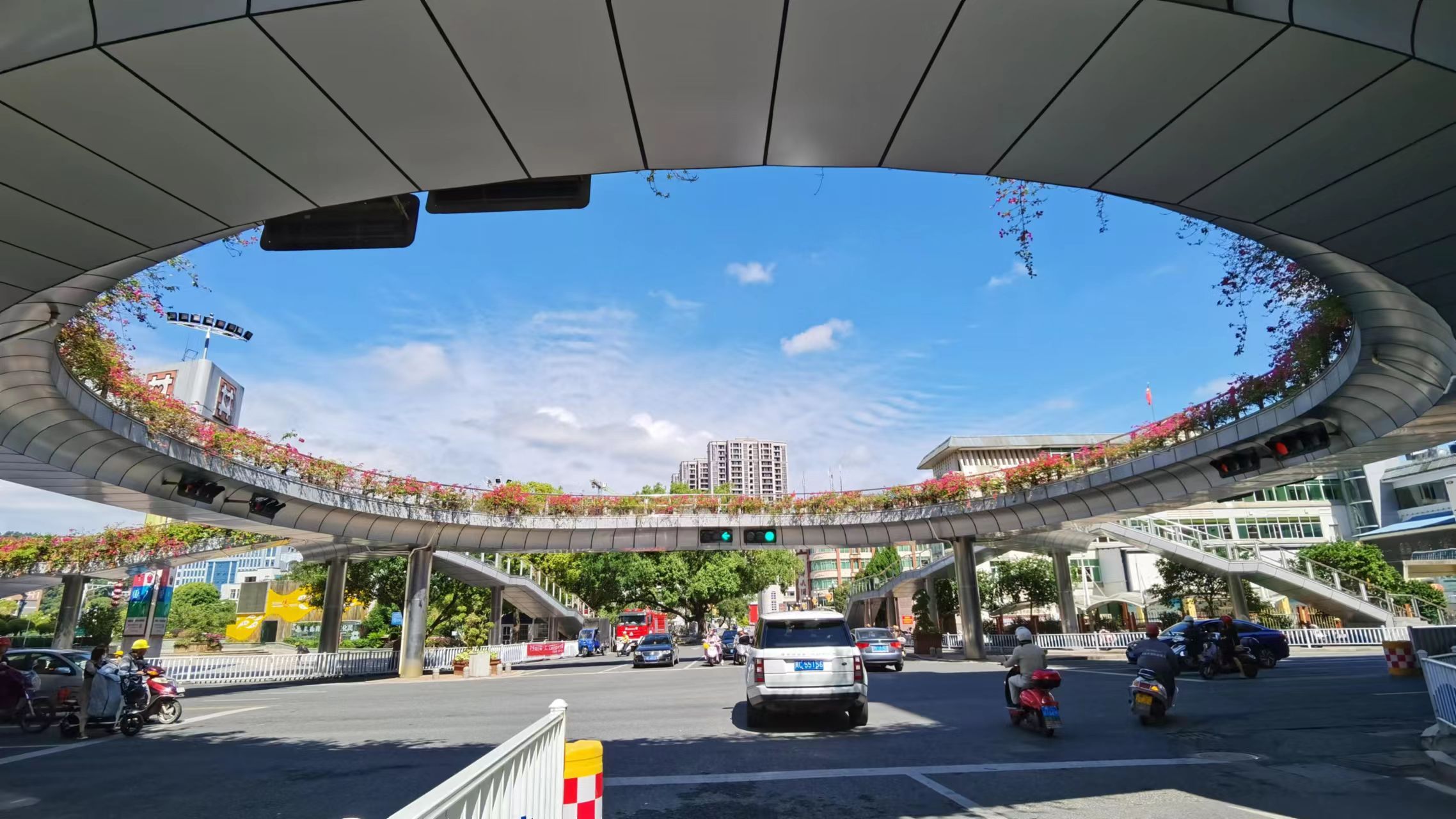 杜鵑花