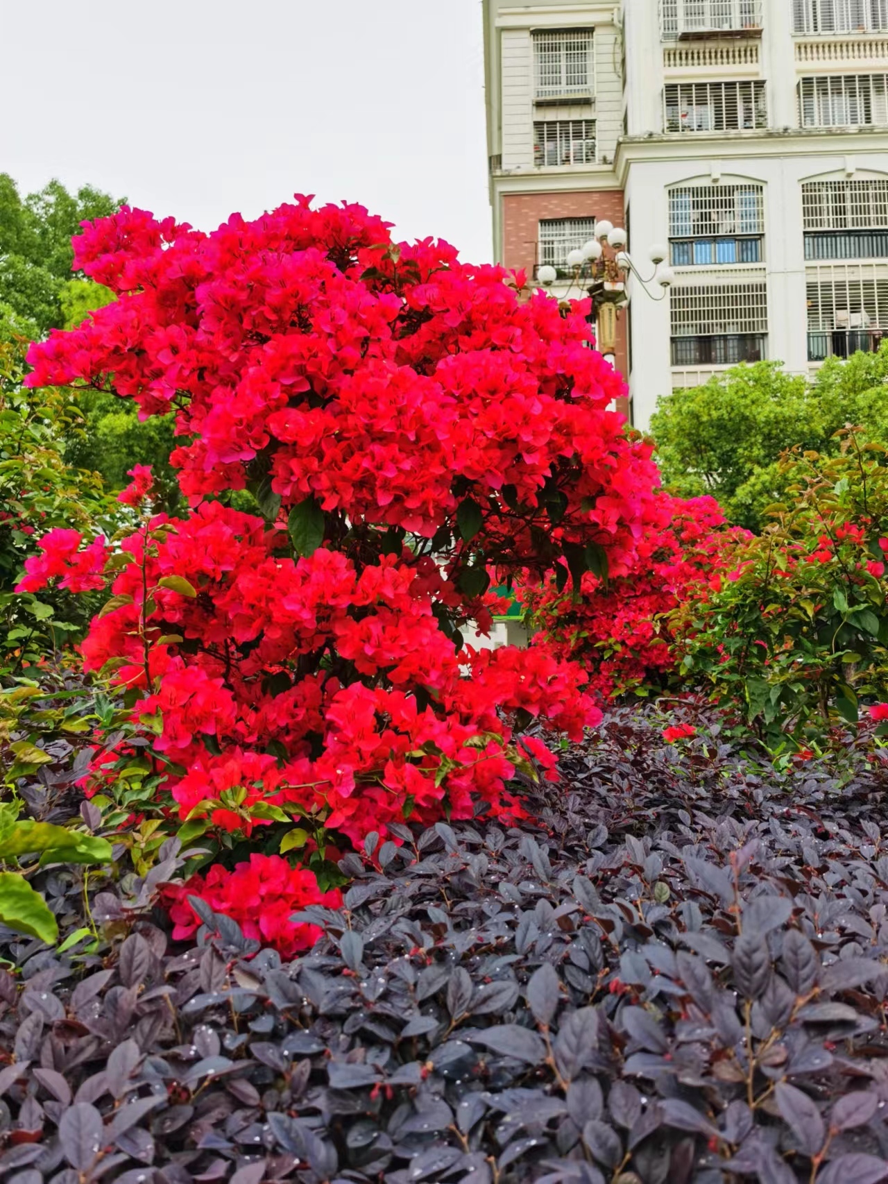 山花爛漫