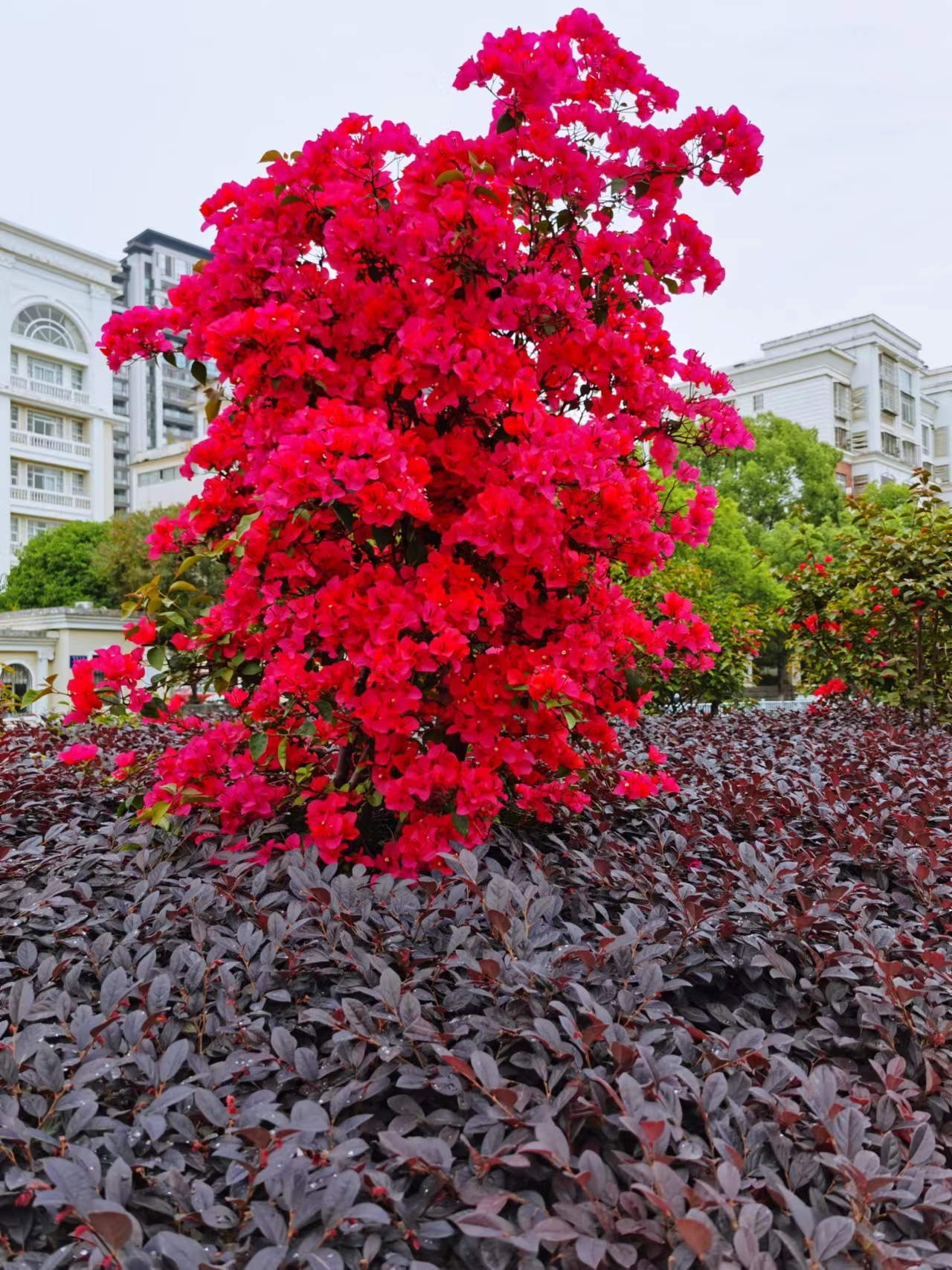 山花爛漫