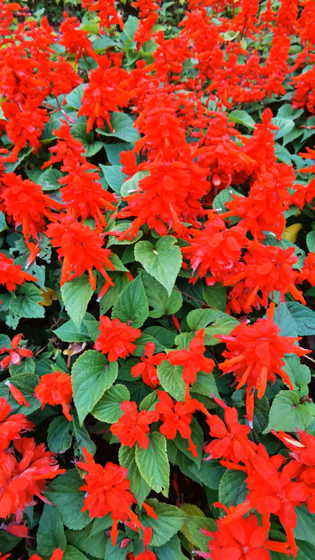 山花爛漫