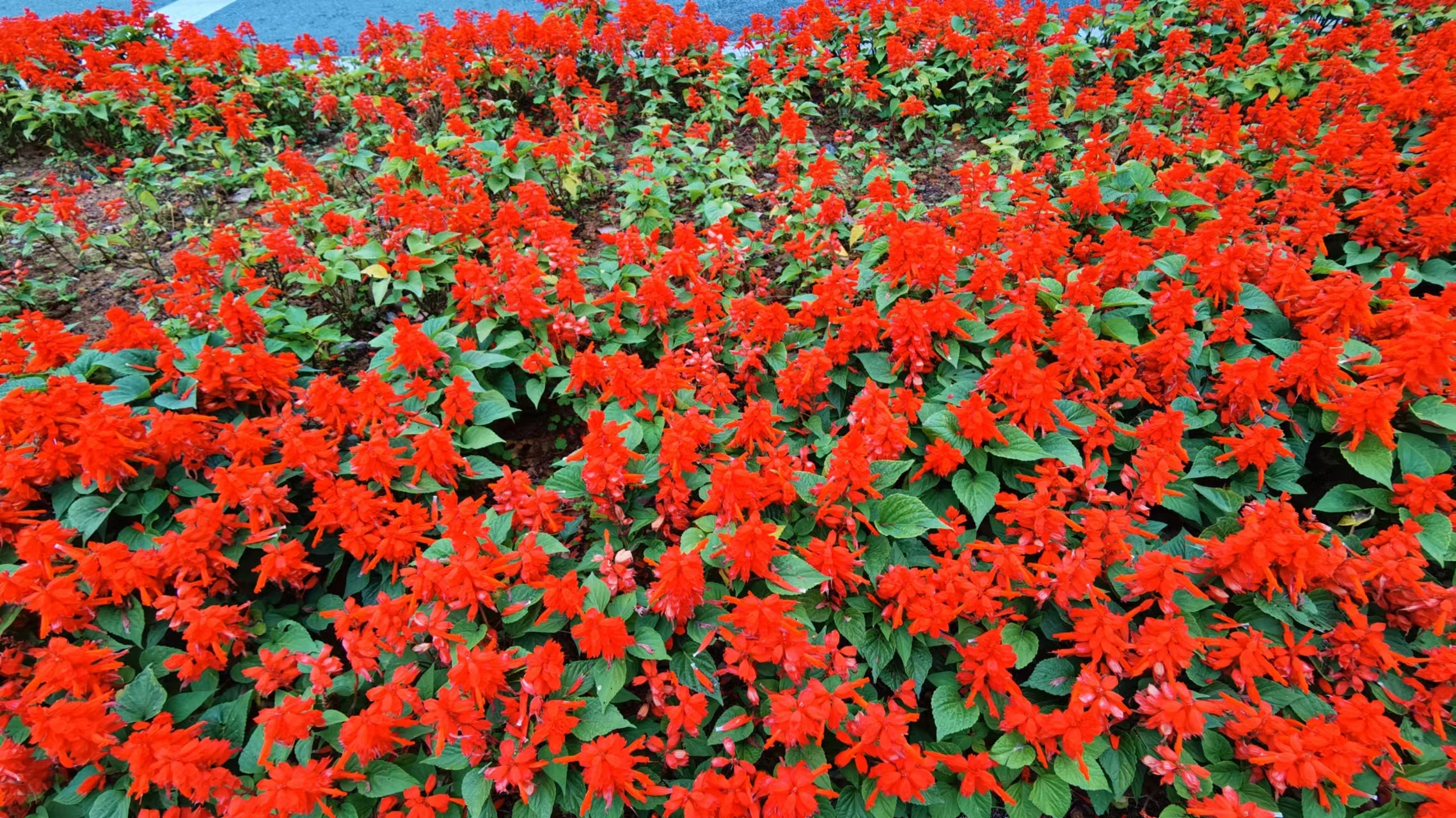 山花爛漫