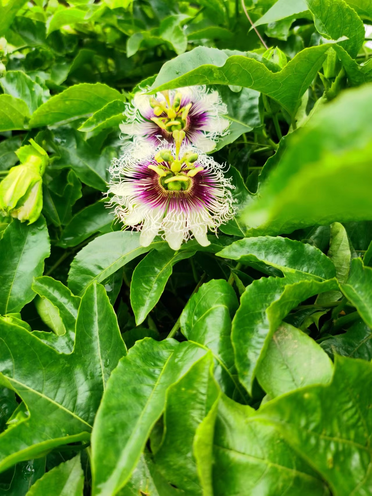 美麗百香果花