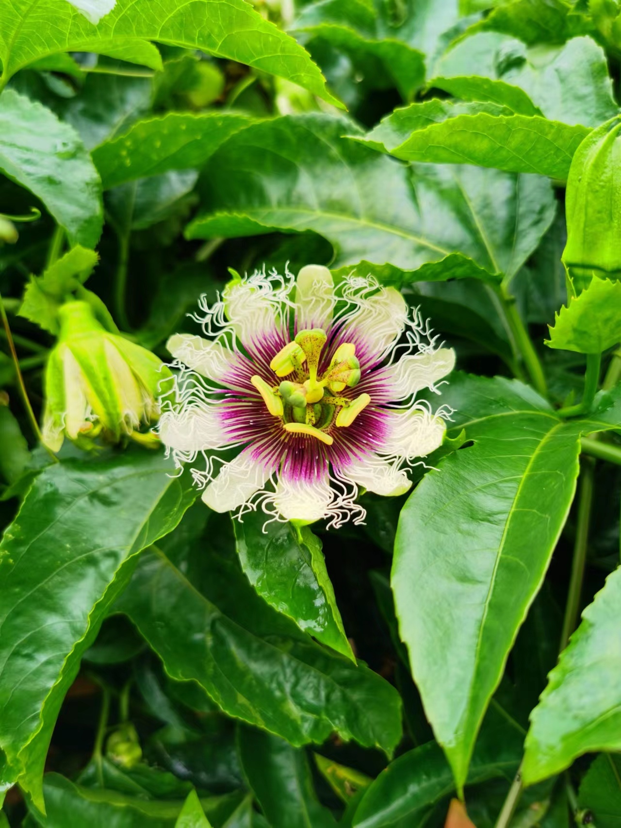 美麗百香果花