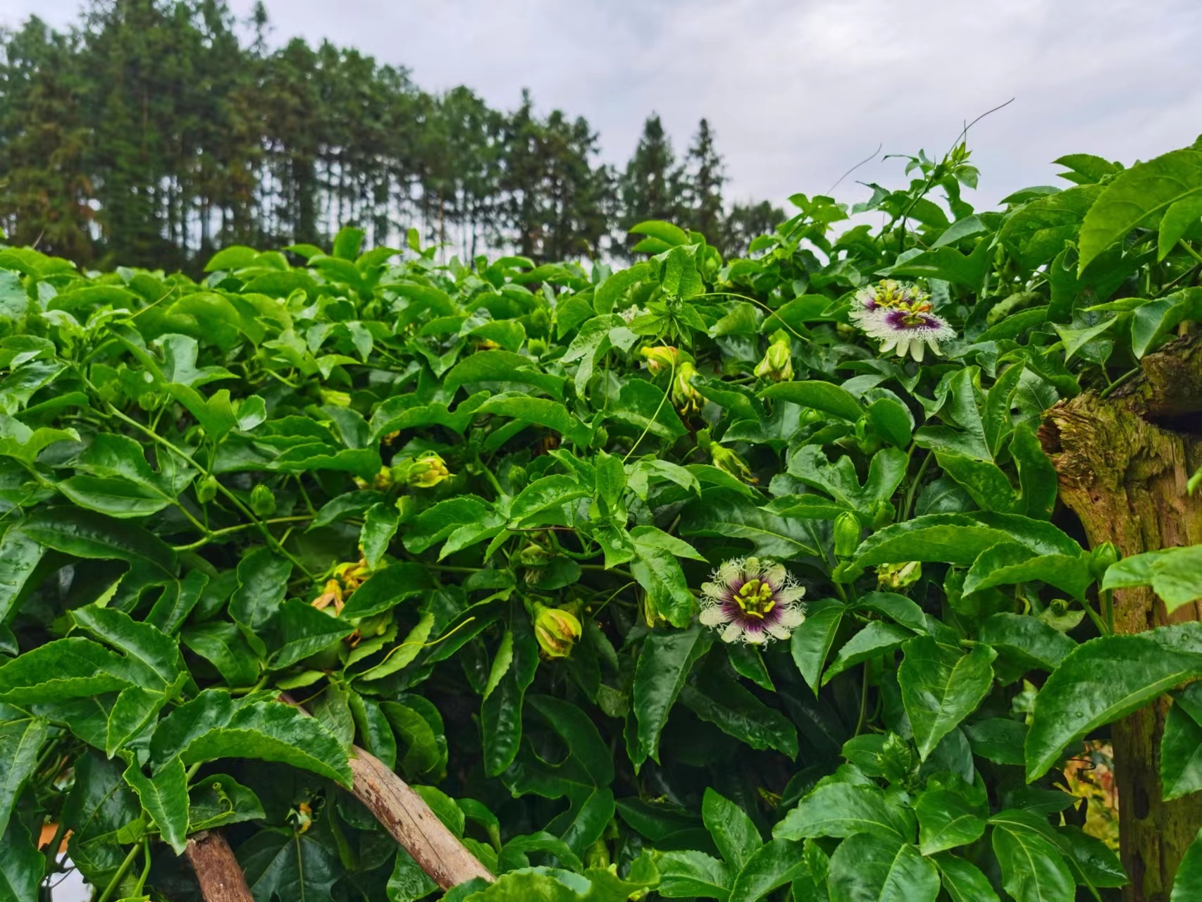 美麗百香果花