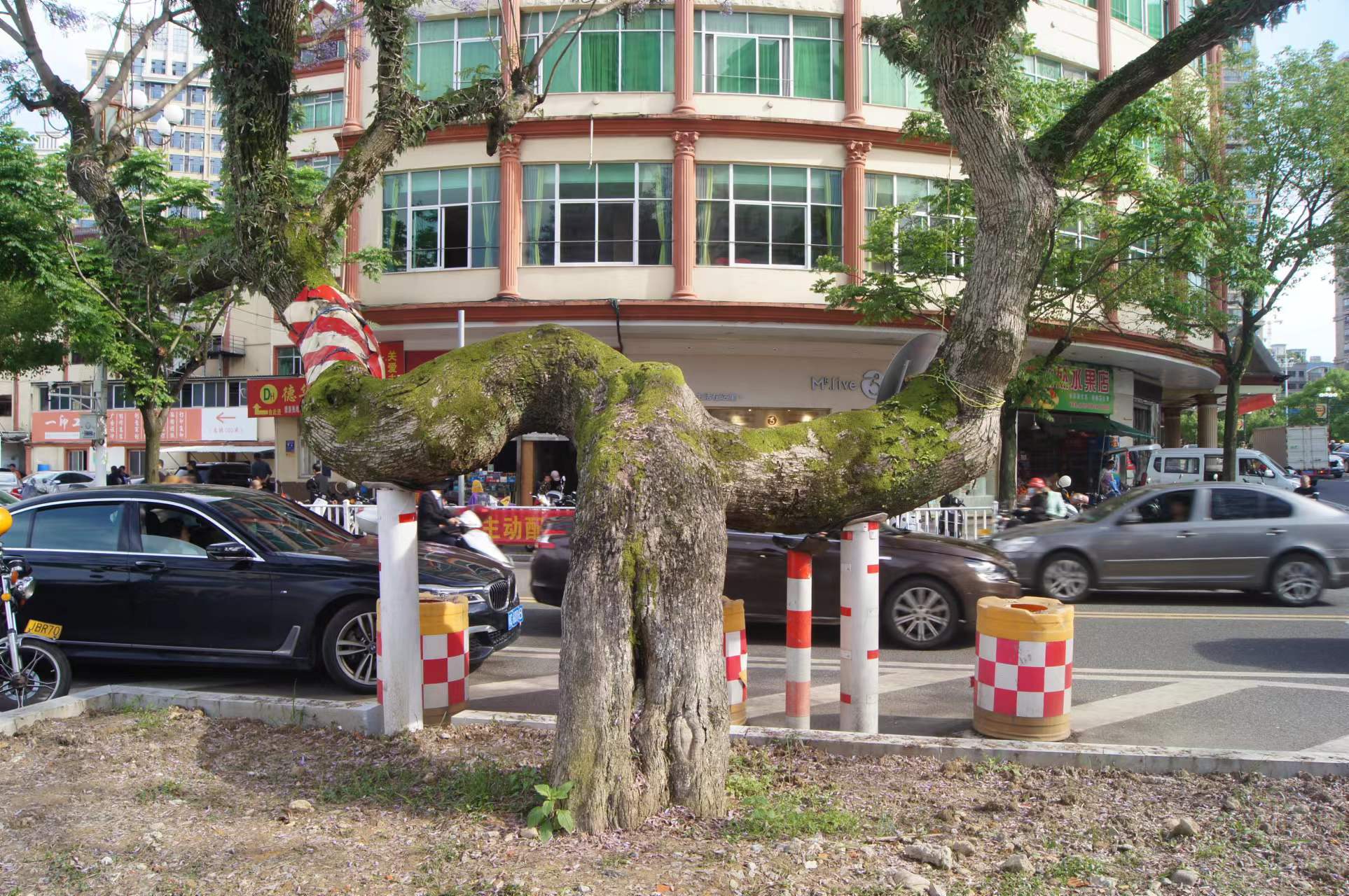 紫楹花開(kāi)