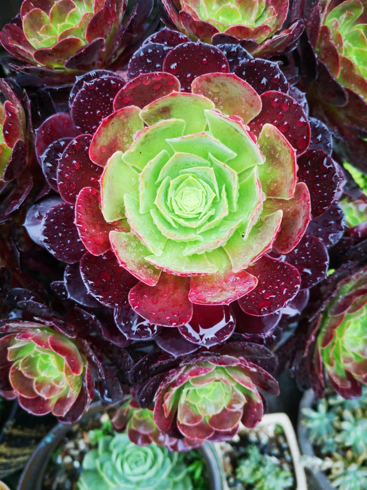 多肉花卉