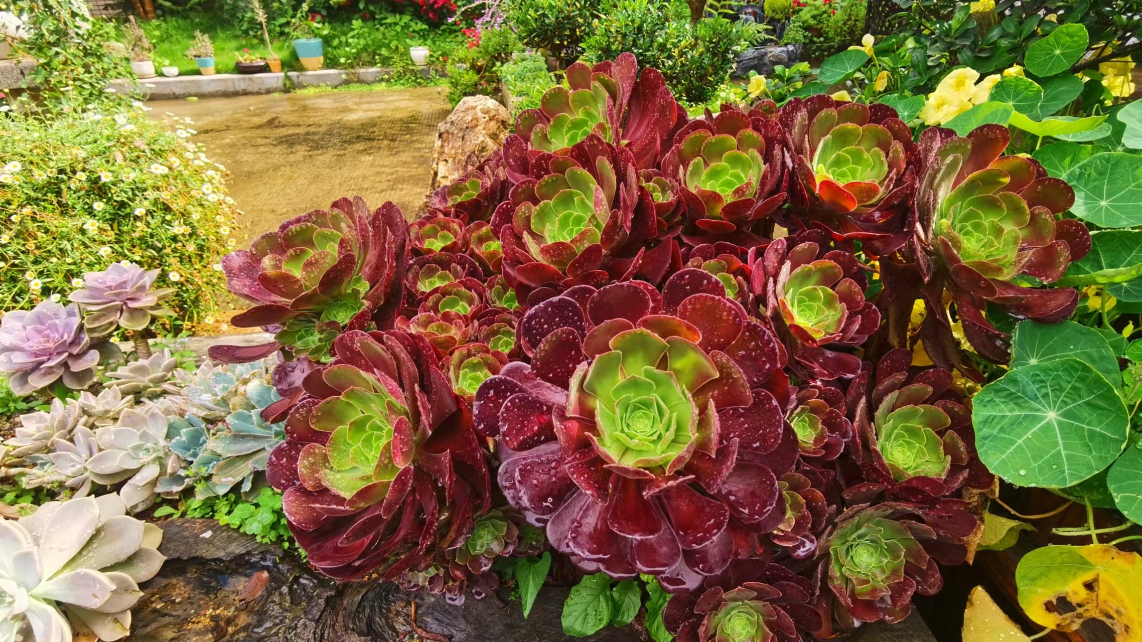 多肉花卉