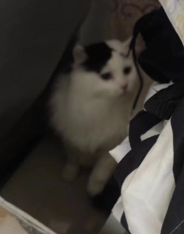 尋貓啟事