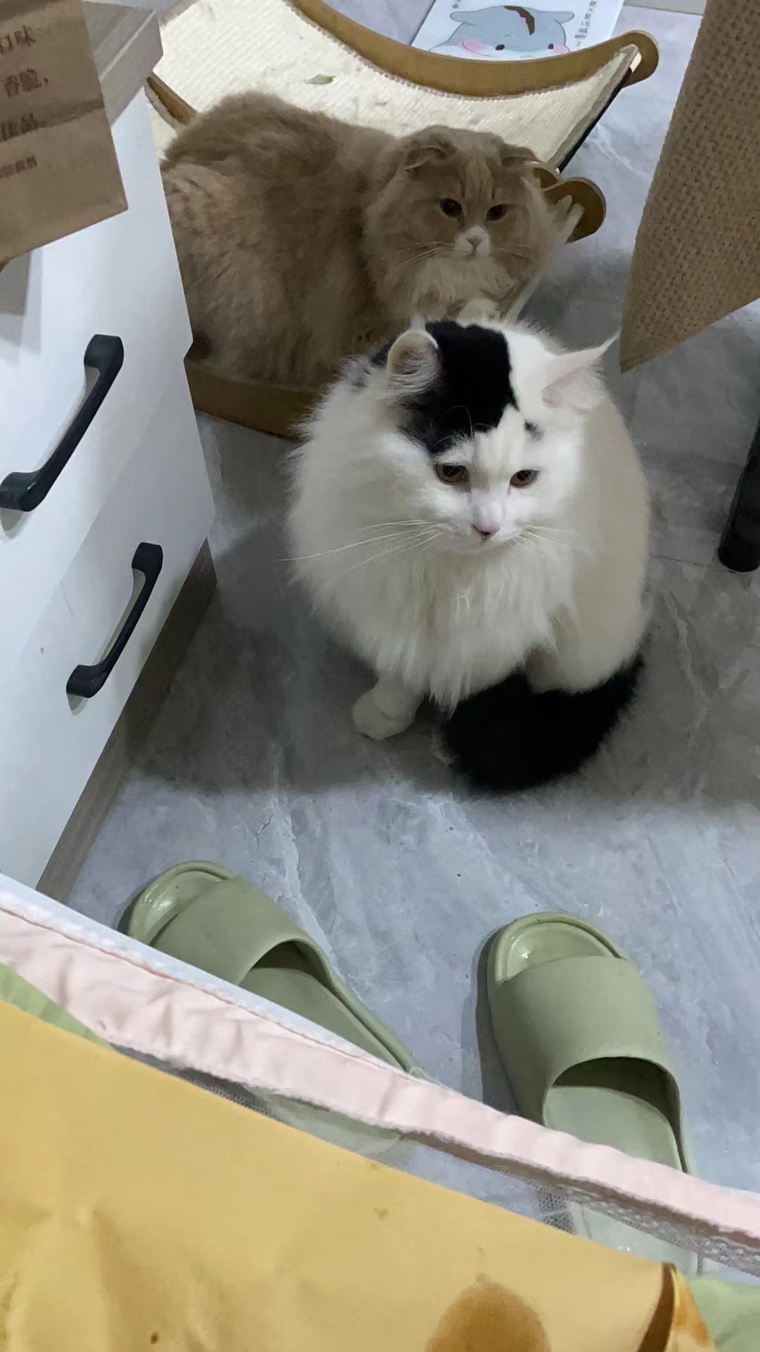 尋貓啟示