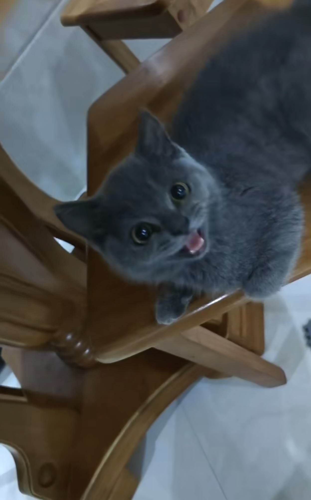 寻猫启事