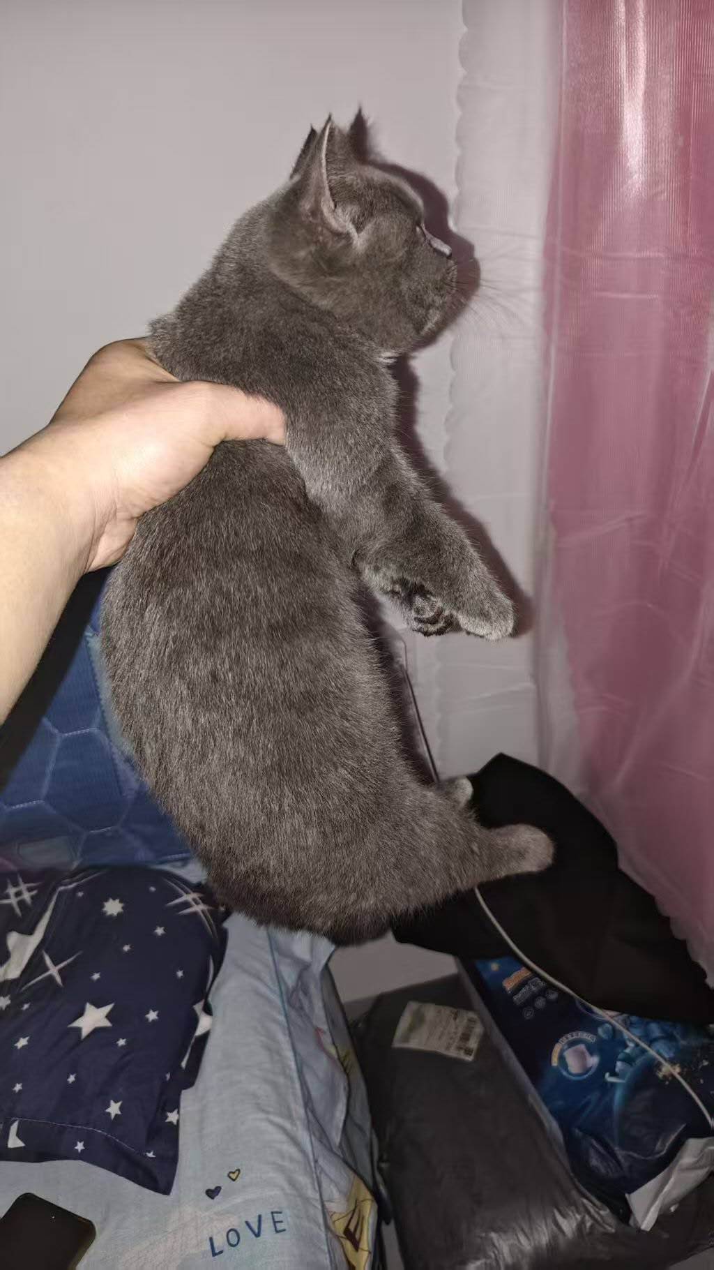 寻猫启事
